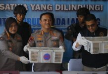 Ratusan Burung Ilegal Gagal Diselundupkan, Truk Diamankan di Pelabuhan Bakauheni